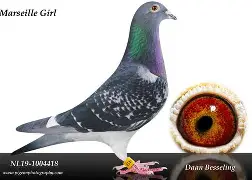 包含马赛训练开放日，赛后门线救险引欢呼，荷甲在即，医务组通报恢复的词条